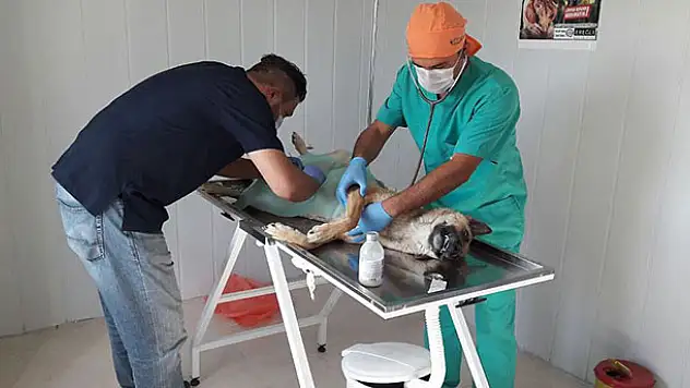 'Sokak hayvanlarına sahip çıkıyoruz'