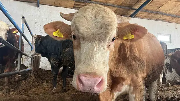 'Tarım Cebimde' ile üç adımda kurbanlık sorgulaması yapılabiliyor
