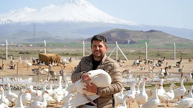  Tarım İl Müdürlüğünden hibe 15 kaz aldı, şimdi çiftliğe dönüştürdü