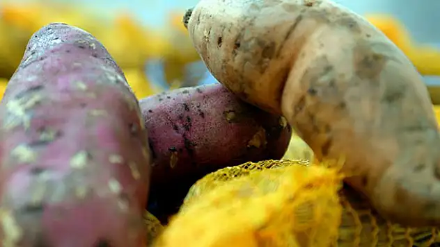 'Tatlı patates' üretimi yaygınlaşacak