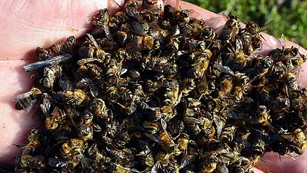 'Türkiye'de arı ölümleri kaygı verici boyutlara geldi