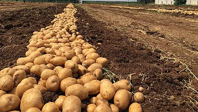 'Türkiye, patates üretiminde dünyada ilk 10'da'