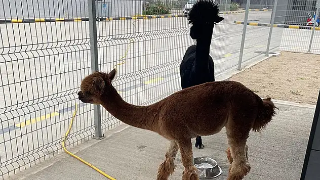  Türkiye'ye gelen otomobilde 6 türden 42 hayvan ele geçirildi