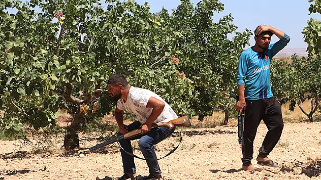 'Yeşil altın' Antep fıstığını günlük 1000 TL'ye koruyorlar

