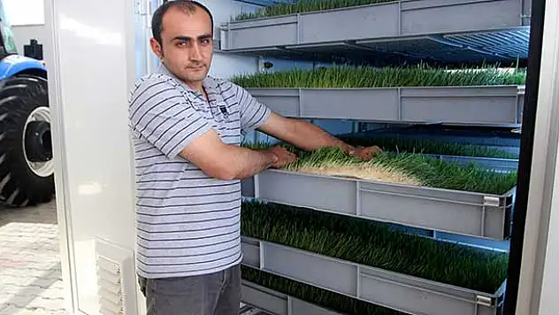 'Yeşil oda' ile hayvanlar yıl boyu taze yem yiyecek