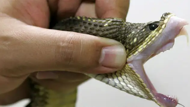 1.5 yaşındaki bebek zehirli yılanı öldürdü