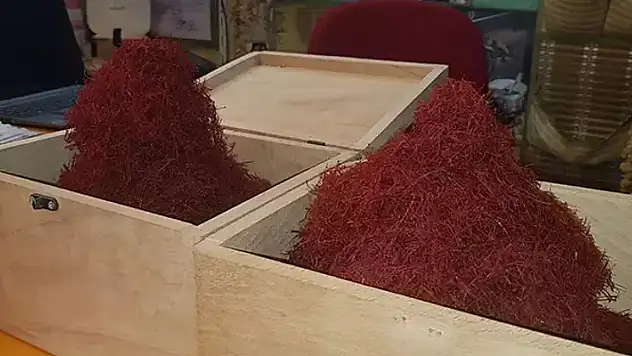 1 kilogramı 170 bin çiçekten elde ediliyor! Kansere karşı mucize
