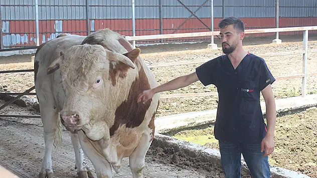 1 ton 400 kilo ağırlığındaki boğanın fiyatı ikinci el otomobiller ile yarışıyor