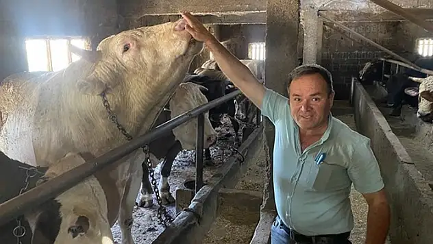 1 ton 800 kilogramlık boğanın fiyatı ikinci el otomobillerle yarışıyor
