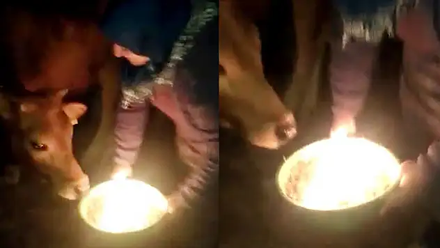 1 yaşına giren danasına doğum günü yaptı
