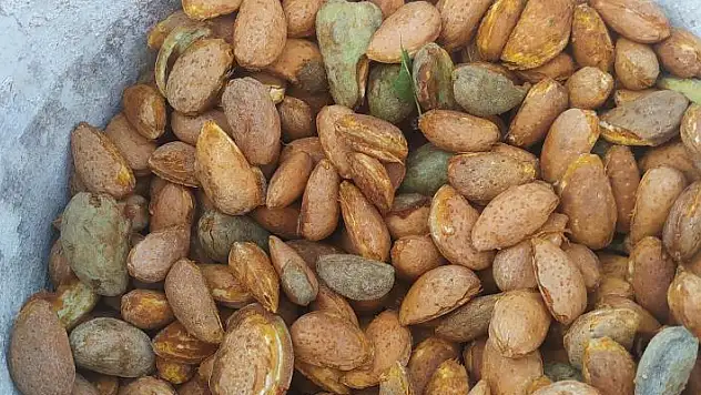 10 bin adetle başladı, şimdi sayısı 3 milyonu buldu
