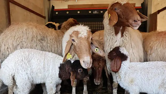 10 kuzusu telef olan çiftçiye, kamyonet dolusu çifte mutluluk