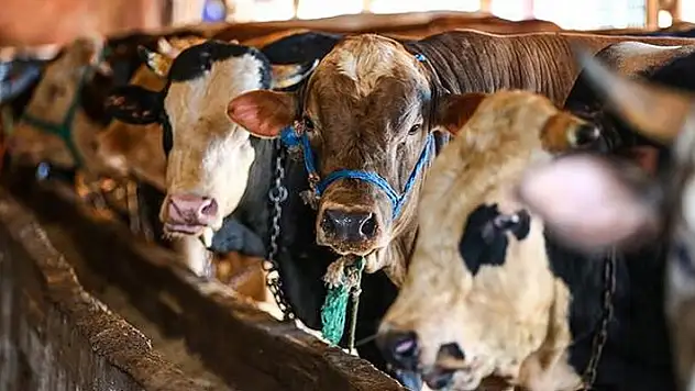 10 soruda kurban ibadetiyle ilgili doğru bilinen yanlışlar
