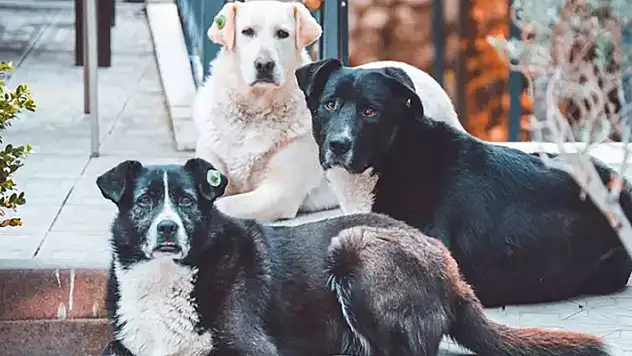 10 soruda sahipsiz hayvanlara yönelik düzenleme
