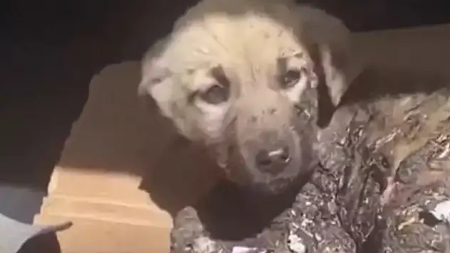 10 yavru köpek zifte bulanmış halde bulundu
