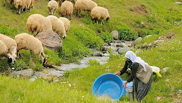100 bin lira maaşla çalıştıracak çoban bulamıyorlar
