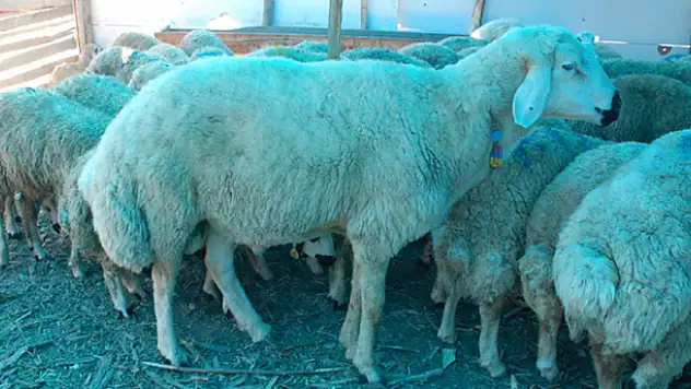 120 kiloluk koçu görenler şaşırıyor