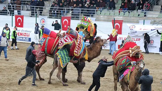 120 pehlivan deve Denizli arenasında buluştu

