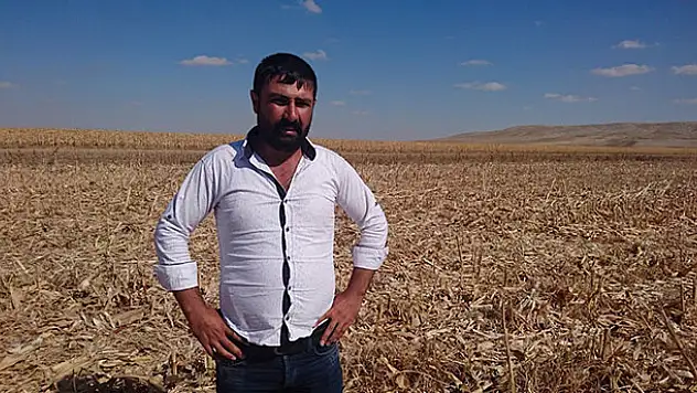 120 ton mısırını başkası hasat etti!