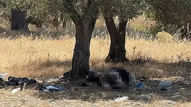 15 yıl önce eşinden boşanıp zeytinlikte yaşamaya başlayan adam ölü bulundu
