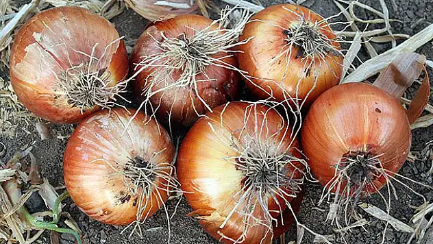 1500 yıllık kuru soğan bulundu