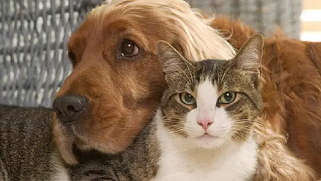 159 kedi besleyen Fransız çiftin evcil hayvan beslemesi yasaklandı
