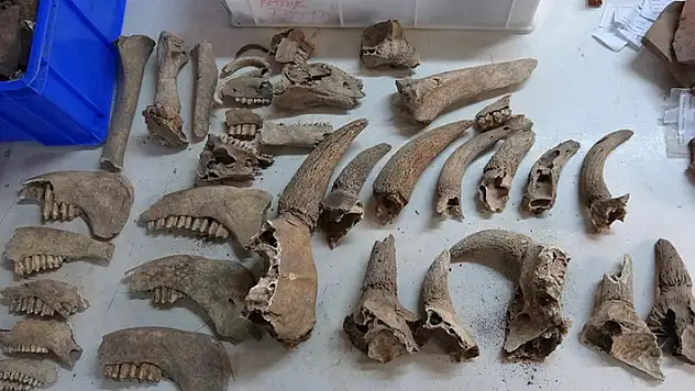 1600 yıllık balık kılçığı ve pulları bulundu

