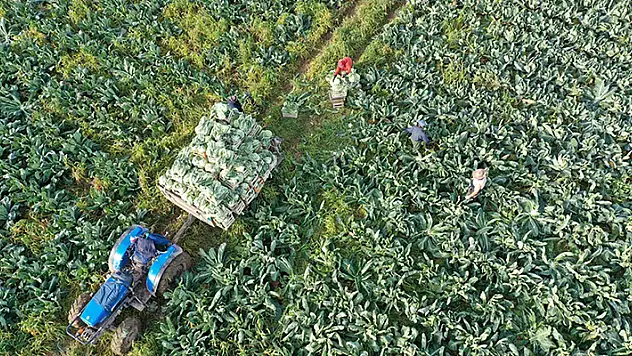 185 milyon liralık tarımsal destekleme ödemeleri bugün çiftçilerin hesaplarına yatırılacak
