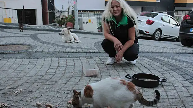 19 yıldır sokak kedilerine annelik yapıyor
