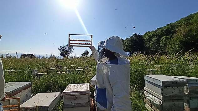 2 bin 535 rakımlı Küpe Dağı'nın eteklerinde şifa kaynağı arı sütü üretiyor