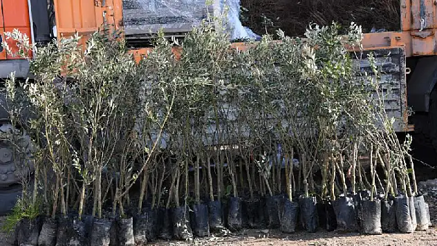2 ilçe pilot bölge seçildi! Konya'da zeytin yetiştirilecek