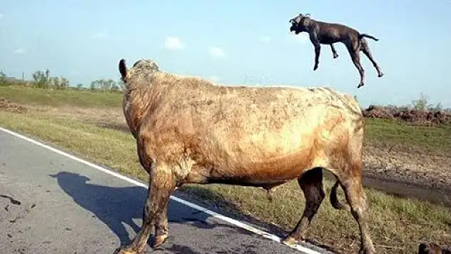2 Pitbull boğaya saldırırsa sonuç ne olur?