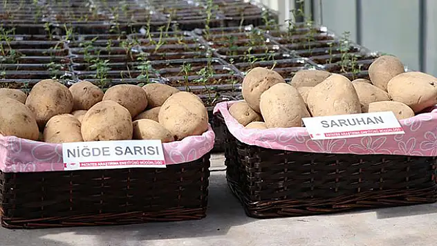 2 yerli patates çeşidi daha tescillendi