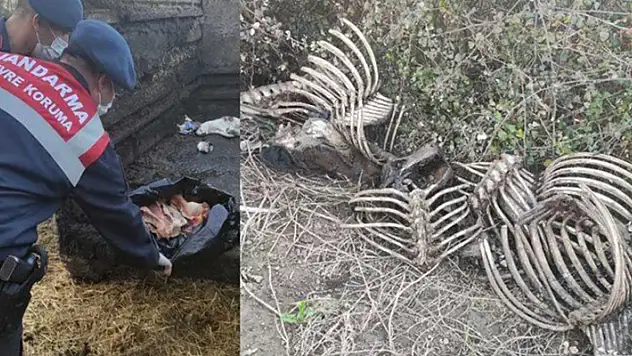 20 atı kesip, etlerini satan baba ve oğluna 193 bin lira ceza