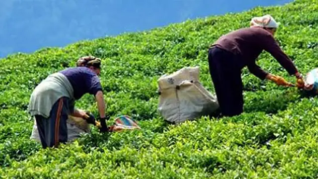 2016 yılı yaş çay fiyatı açıklandı