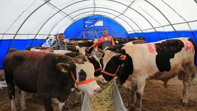 2019 kurbanlık fiyatları belli oldu