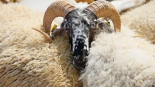 2022 yılı vekalet yoluyla kurban kesim bedeli açıklandı

