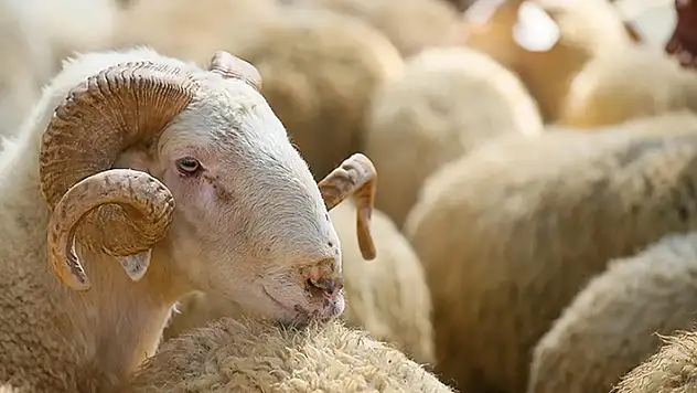 2024 yılı vekaletle kurban kesim bedeli belli oldu