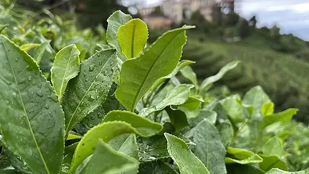 2024 yılı yaş çay alım fiyatı kilogram başına 17 lira olarak belirlendi
