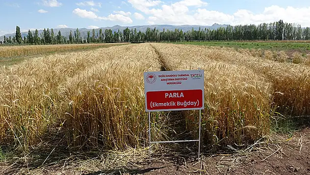 22 yılda geliştirilen 'Parla' buğday çeşidi yüz güldürdü
