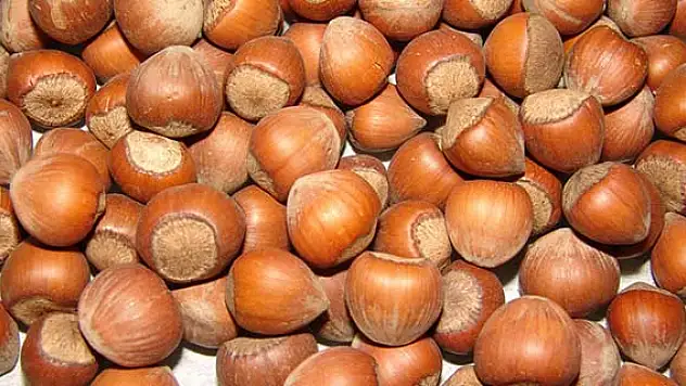 2447 ton fındık, 1474 ton tavuk ayağı ihracatı yapıldı