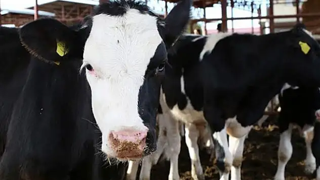 250 Bin Düve Projesi'nde başvuru süresi doluyor