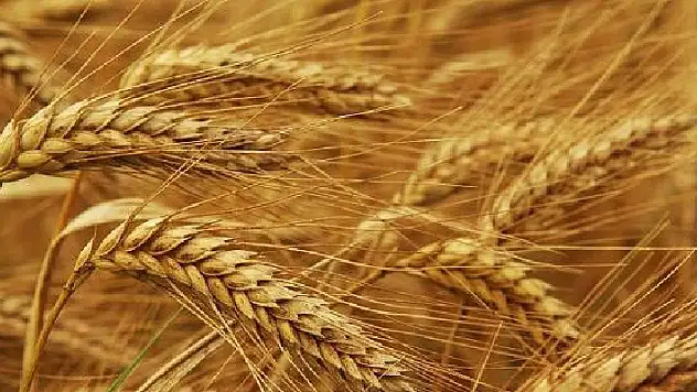 26 Kasım 2021 Konya'da hububat fiyatları