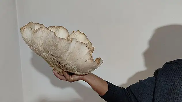3 kilo 120 gramlık kunkor mantarı görenleri şaşırttı
