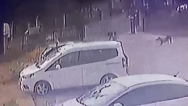 3 yaşındaki çocuğu köpekler kovaladı, o anlar kamerada