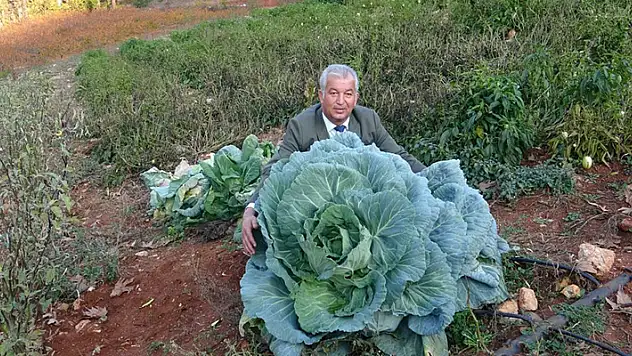 30 kilogram ağırlığında lahana üretti!