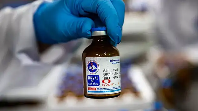 30 milyon doz aşı ile şap hastalığına karşı milyonlarca hayvan aşılandı