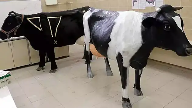 3D yazıcı ile modellenen 'simülatör inek' üretildi