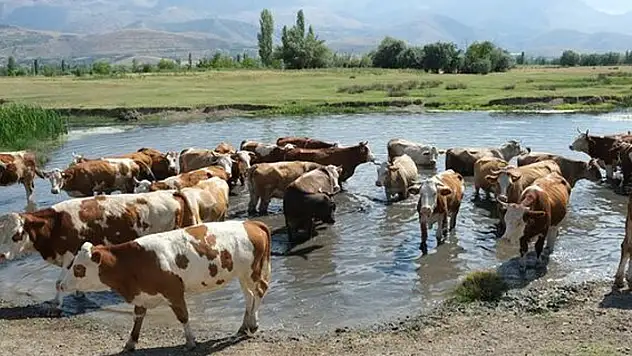 40 bin TL maaşla çoban bulamayan köylüler, kendi aralarında sıra sistemi kurdular 