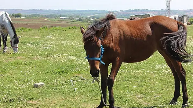 5 Bin Lira Maaşla Çoban Tuttular